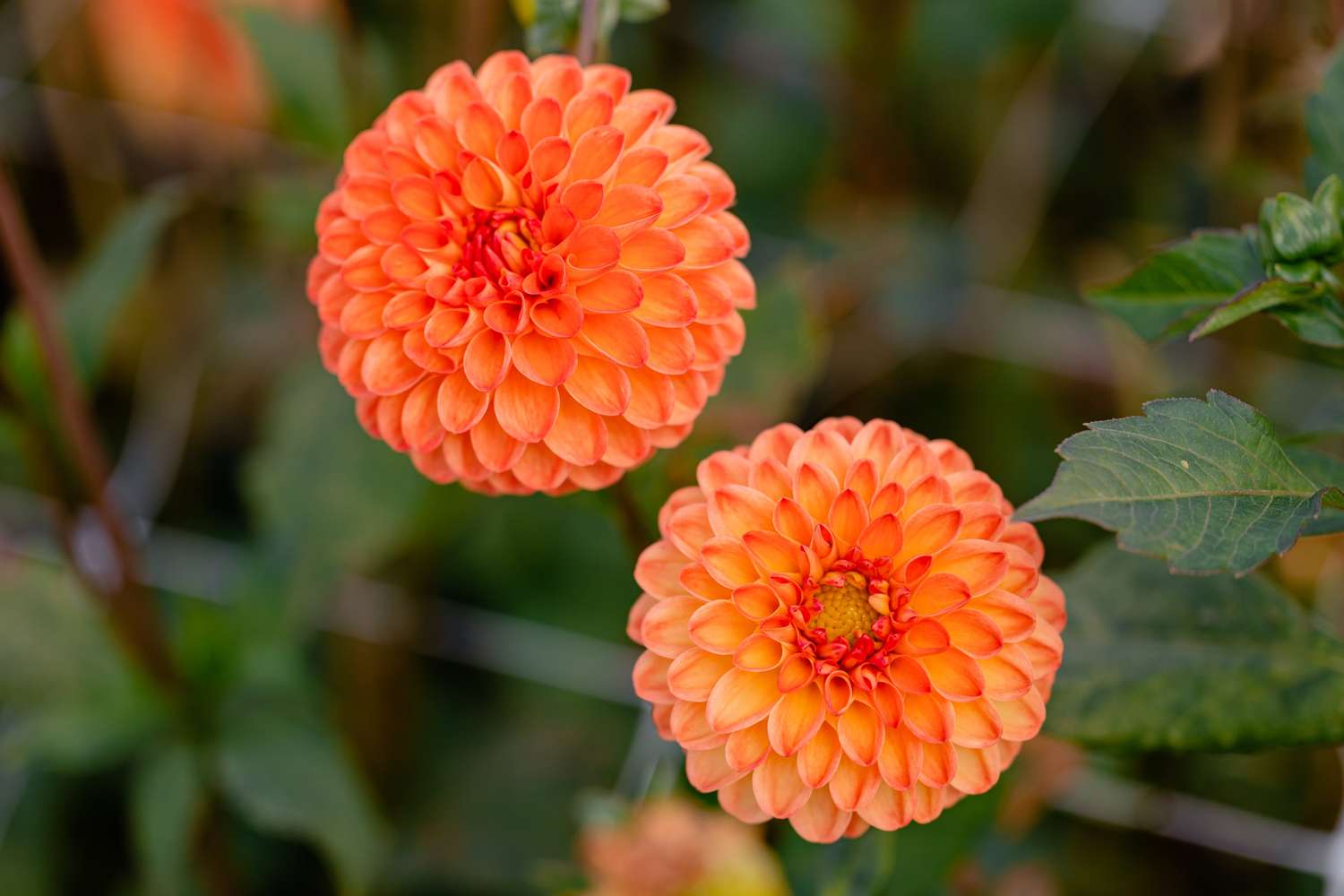 Daalia 'Souvenir d'Ete'